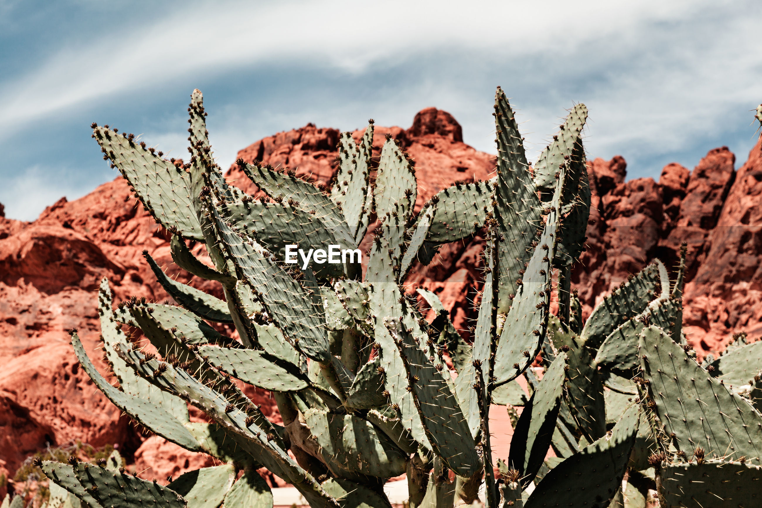 Close-up of cactus plant against cloudy sky | ID: 129153724