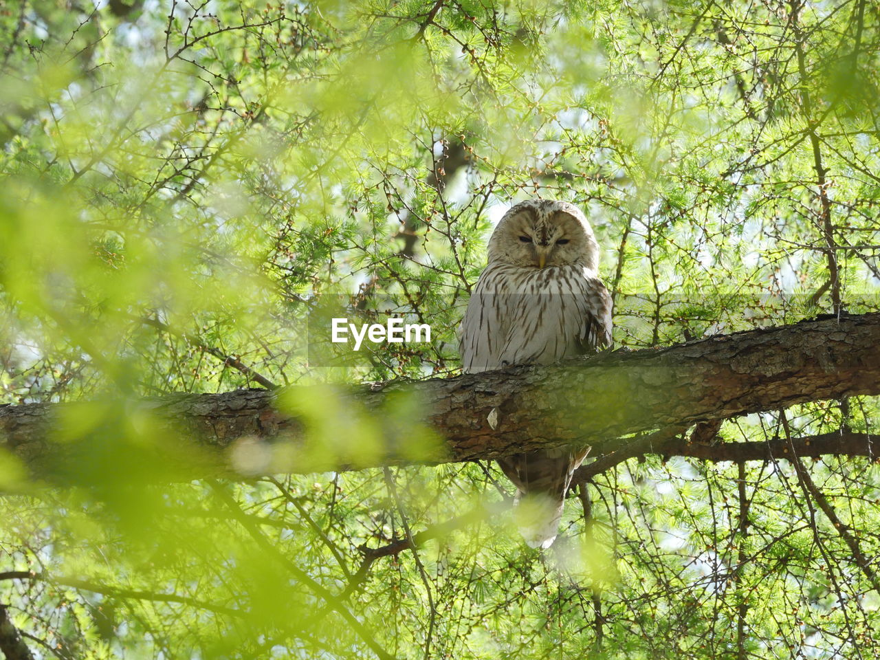 Owl on a tree branch