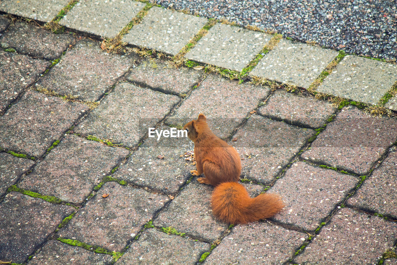 High angle view of squirrel on footpath