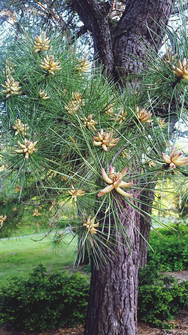 TREES IN THE FOREST