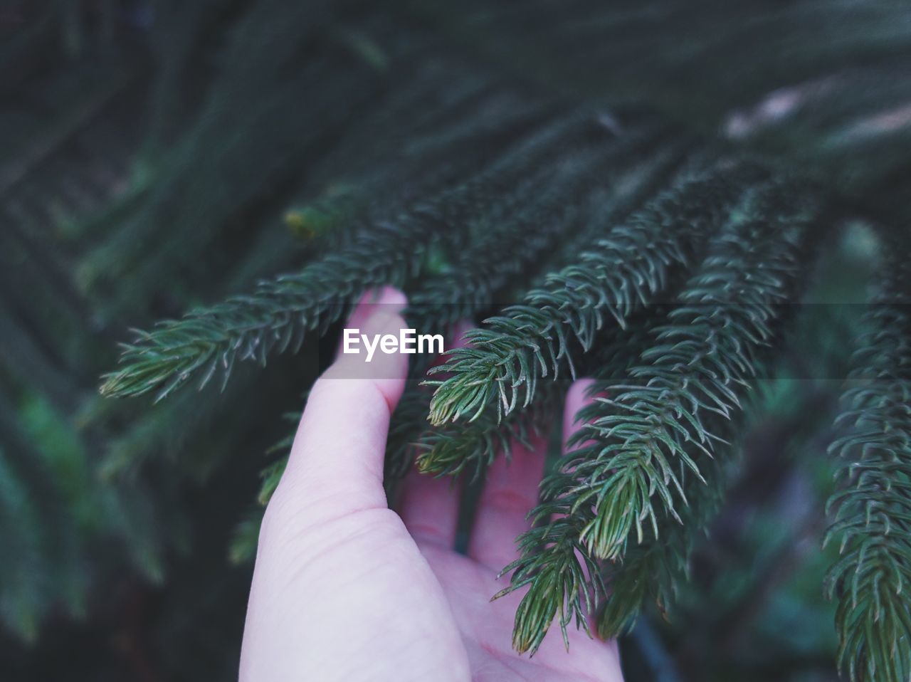 Cropped hand touching pine tree