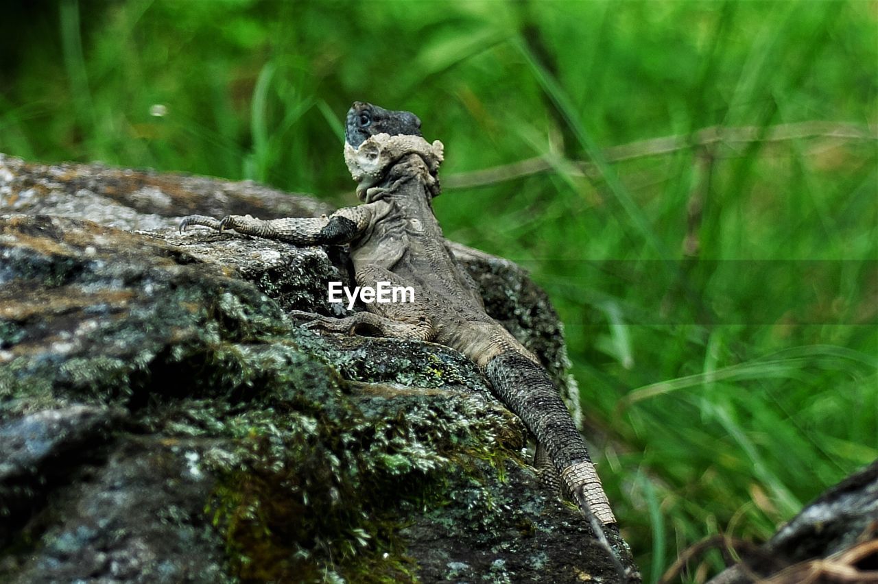 CLOSE-UP OF SNAKE ON ROCK