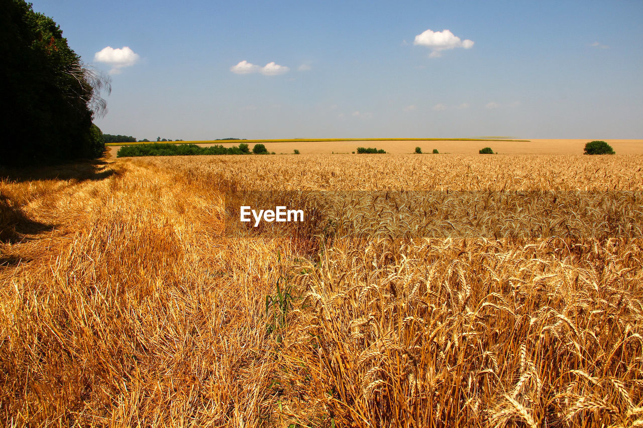 Crops on field against sky
