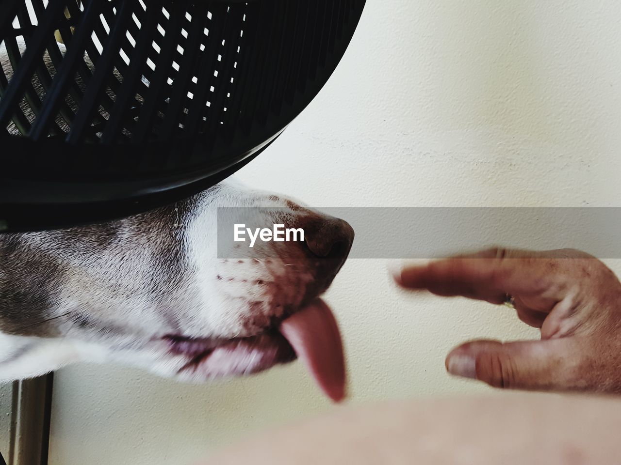 CLOSE-UP OF HAND HOLDING DOG