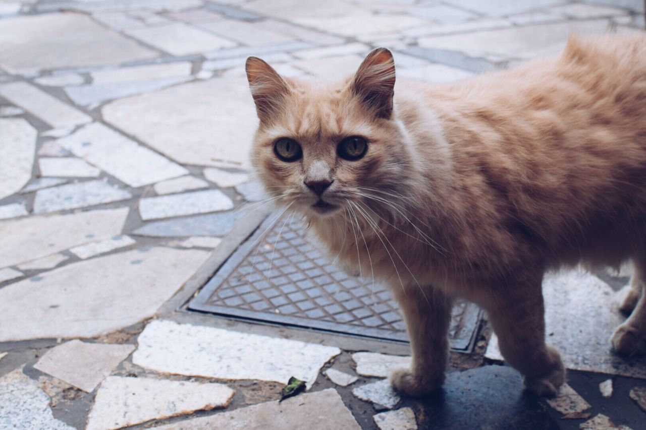 CLOSE-UP PORTRAIT OF GINGER CAT STANDING ON COBBLESTONE