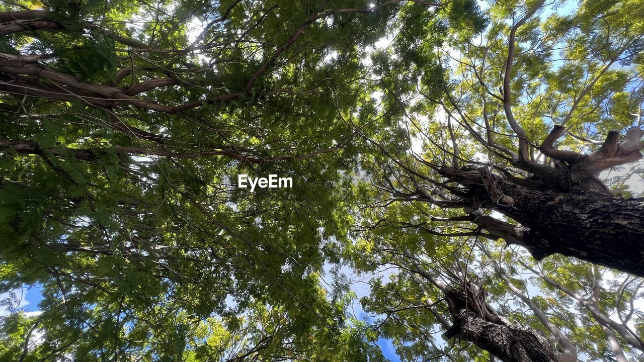 LOW ANGLE VIEW OF TREES GROWING IN FOREST