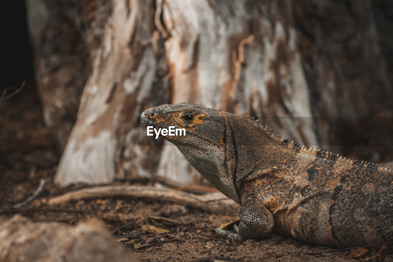 Close-up of an iguana on rock