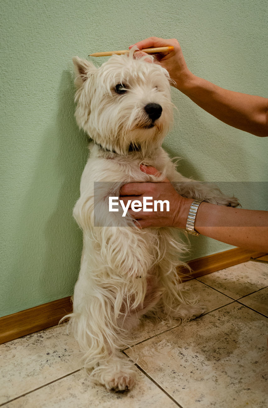 Cropped Hands Of Person Measuring Dog Id 135209187