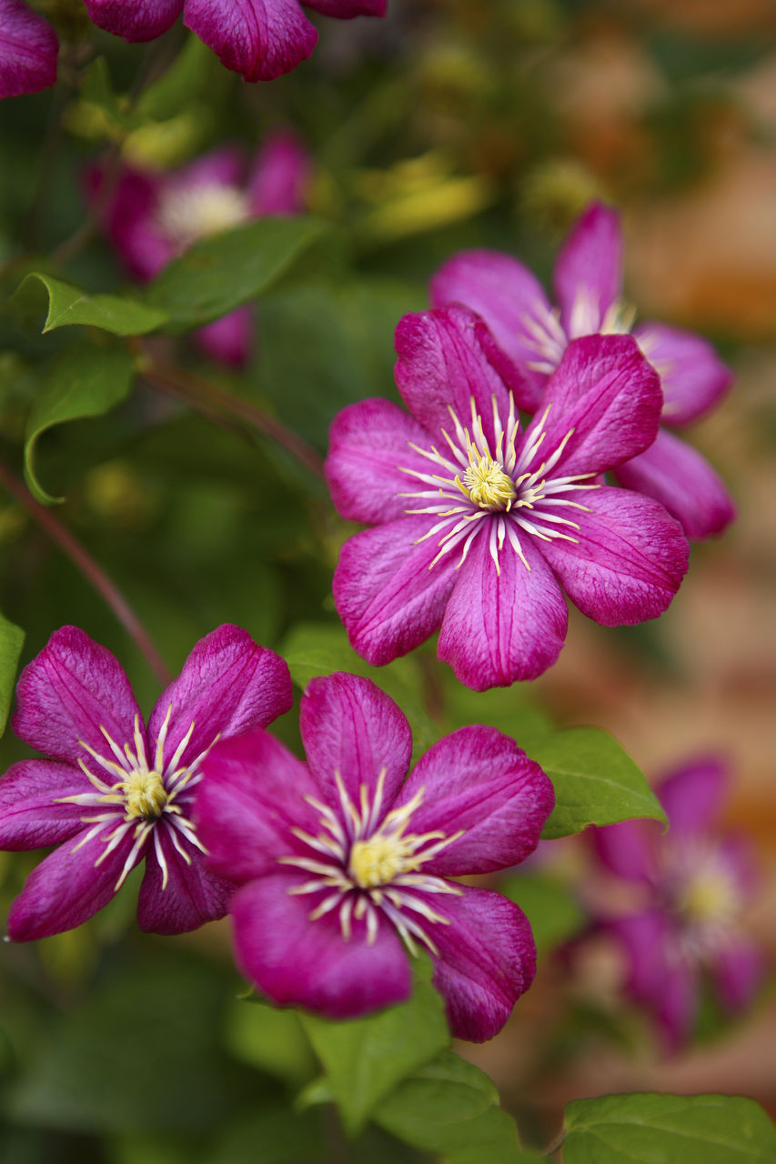 Close-up of pink flowering plant in park