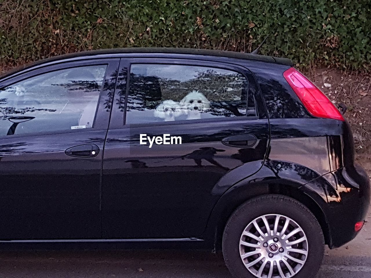 VIEW OF A DOG