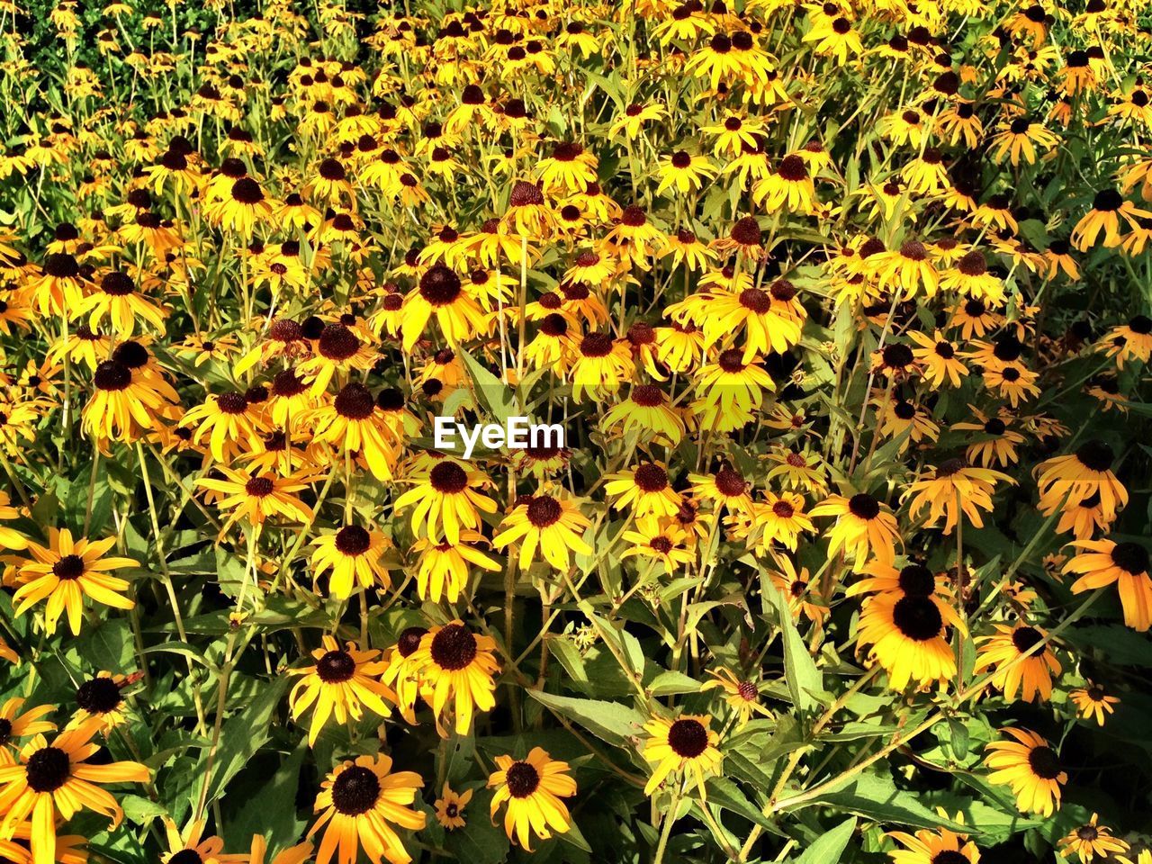 High angle view of black-eyed-susan flowers blooming on field