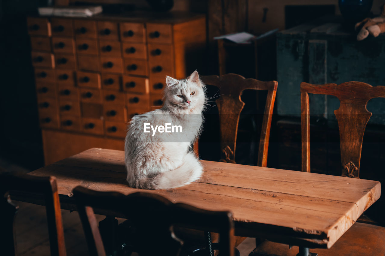 Cat sitting on chair