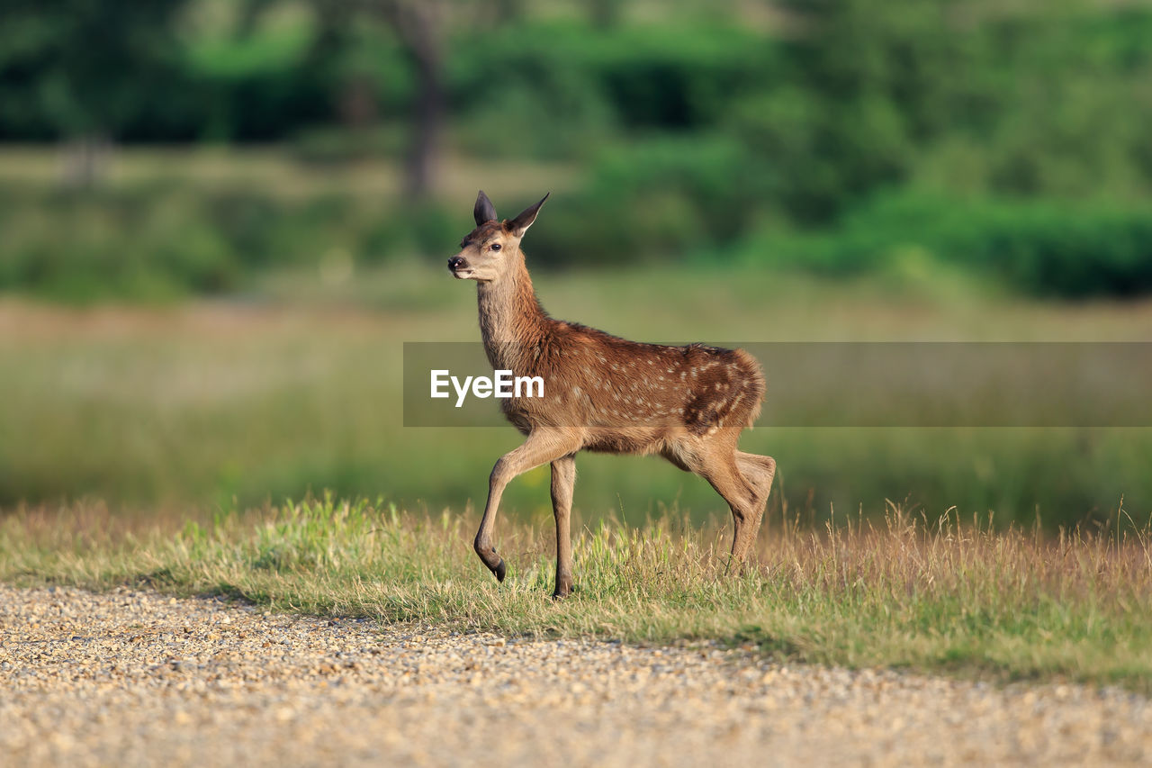 Side view of deer walking on land