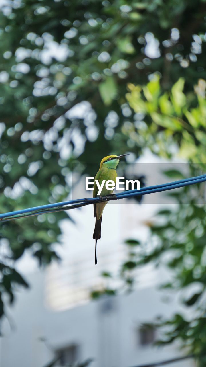 Bird perching on a plant