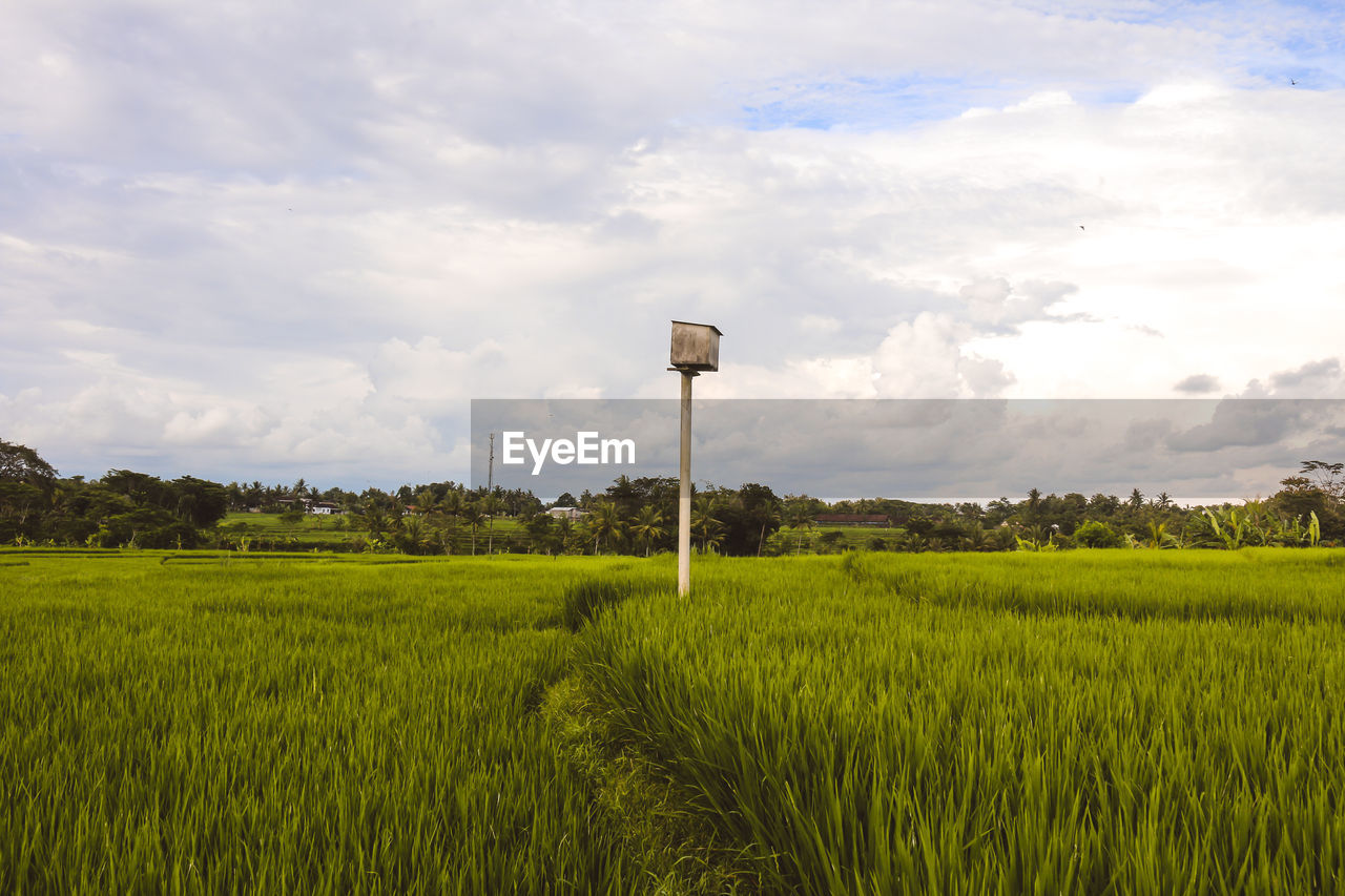 FIELD AGAINST SKY