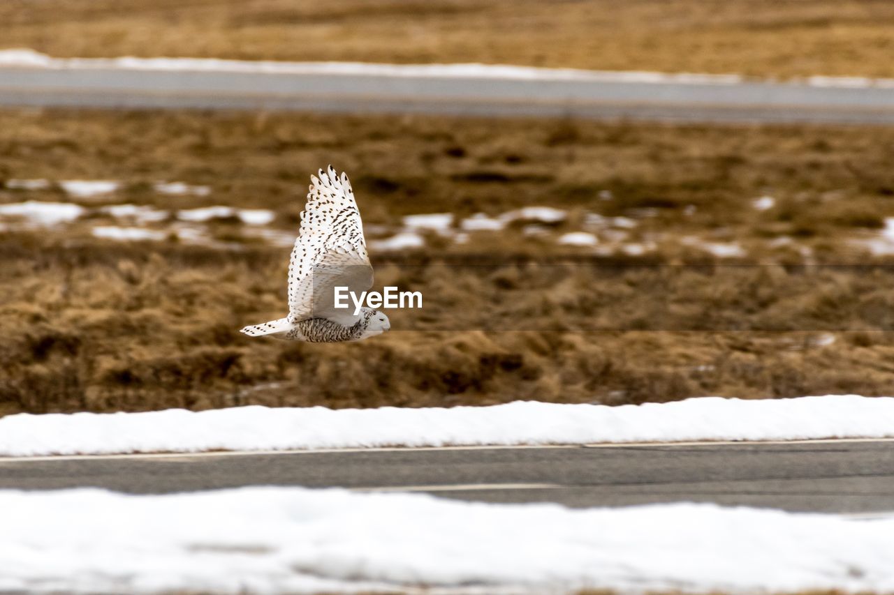 Snowy Owl Flying Snowy Owl In Flight Owl Snowy Owl On Eyeem