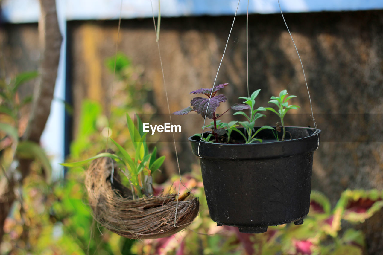 CLOSE-UP OF POTTED PLANT WITH FLOWER POT