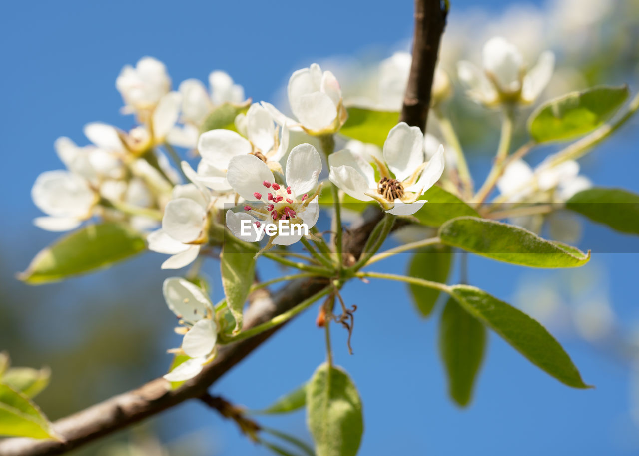 CLOSE-UP OF WHITE FLOWERING TREE