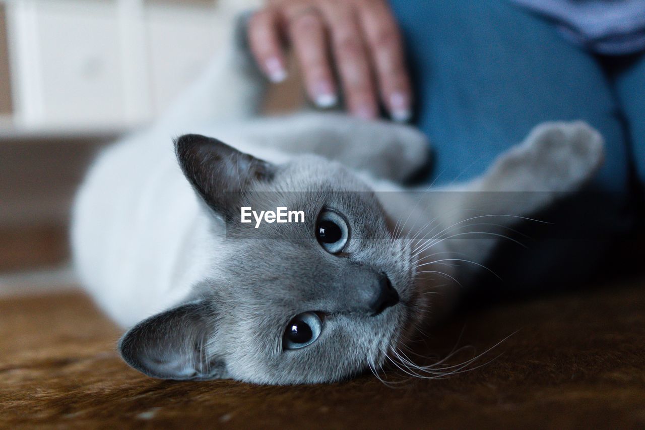 Portrait of british shorthair lying at home