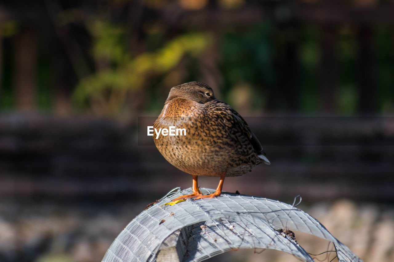 Close-up of bird perching on a grid