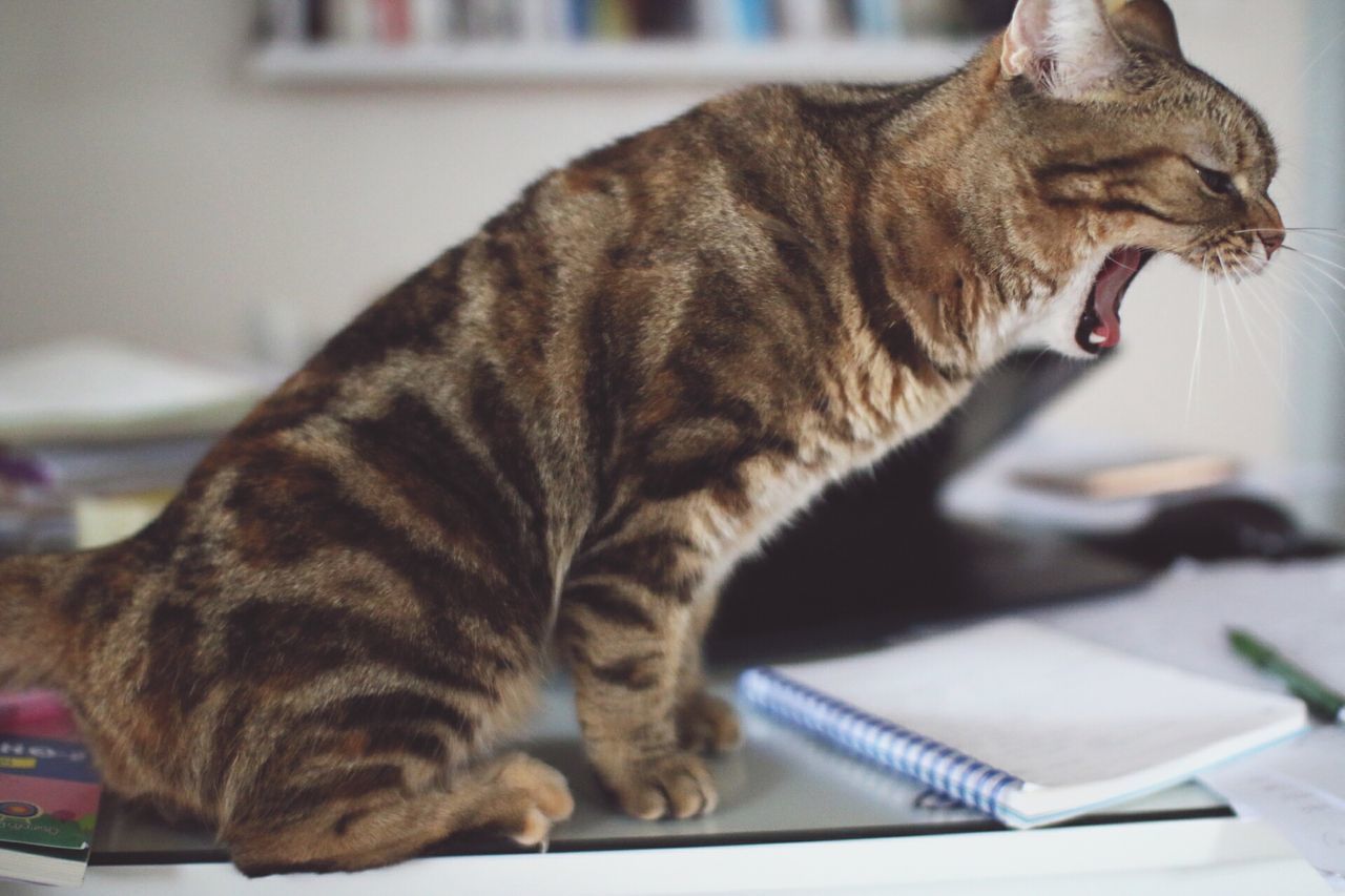 Side View Of Angry Cat While Sitting On Table Id 71563749