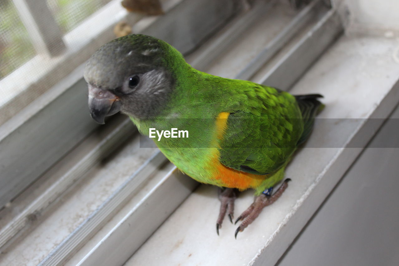 HIGH ANGLE VIEW OF PARROT PERCHING ON A BIRD