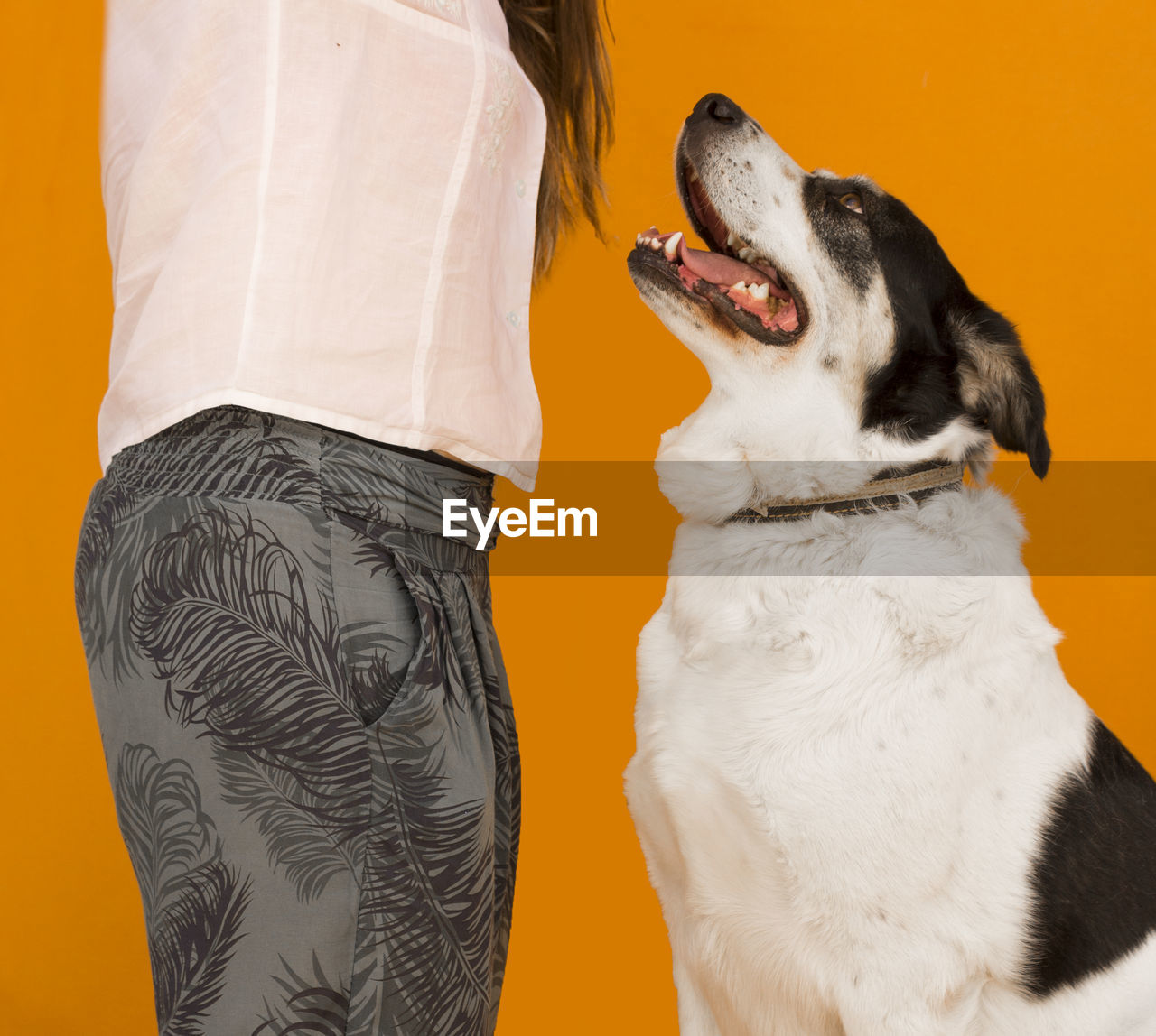 Midsection of woman with dog against orange background
