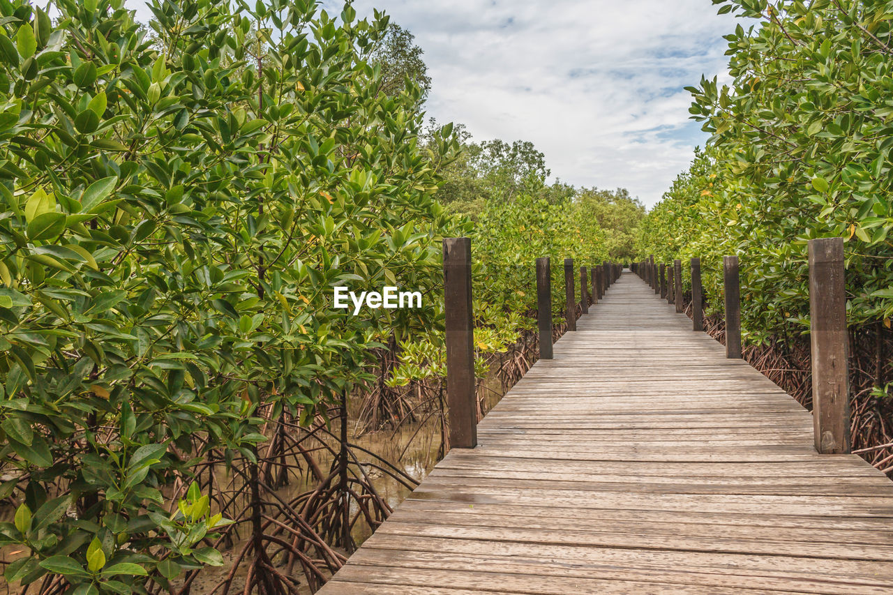 Boardwalk amidst mangrove trees against sky