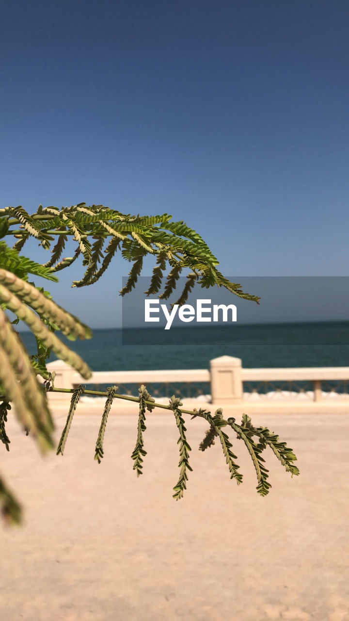 Scenic view of beach against clear sky