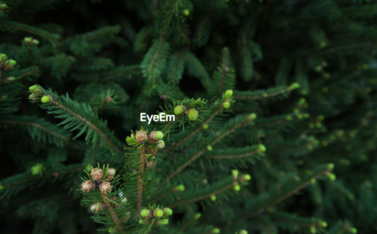 CLOSE-UP OF PINE TREE IN BLOOM