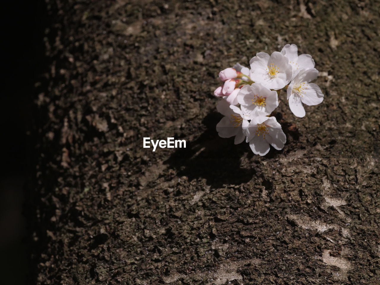 CLOSE-UP OF FRESH WHITE FLOWERS BLOOMING IN TREE
