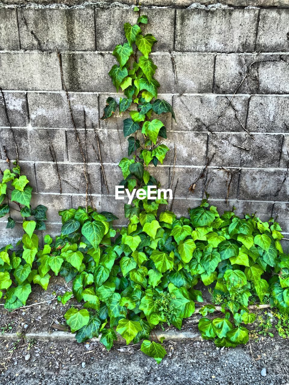 PLANTS GROWING ON A WALL
