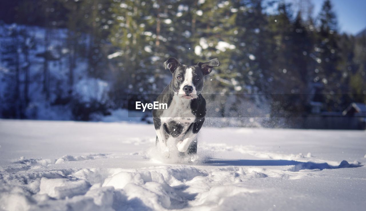 Portrait of dog running on snow covered field