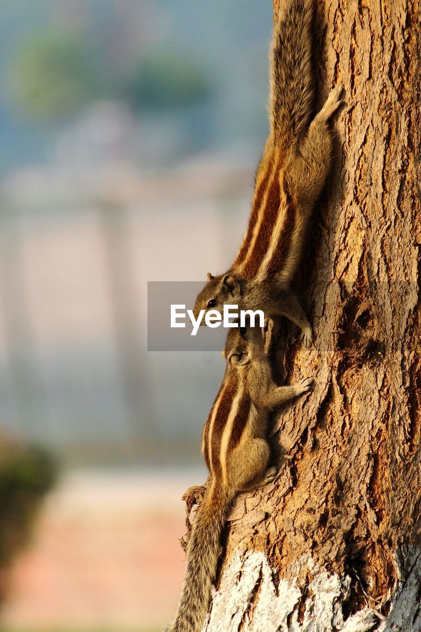 Close-up of squirrel sitting on tree trunk