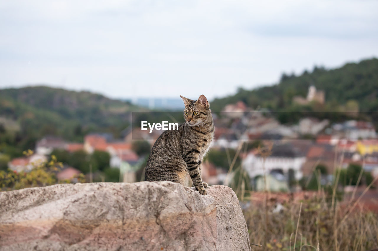 close-up of cat sitting on rock against sky