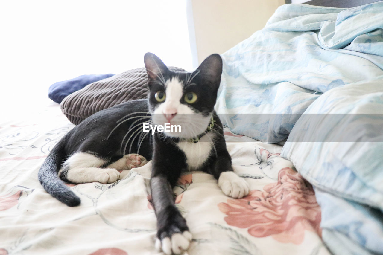 Cat Cat Animal Vertebrate One Animal Bedroom On Eyeem