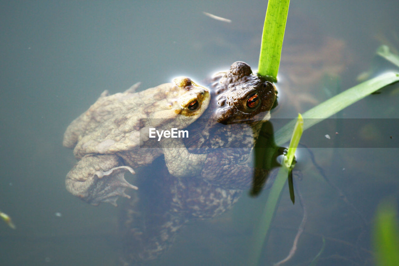 High angle view of frogs  in pond