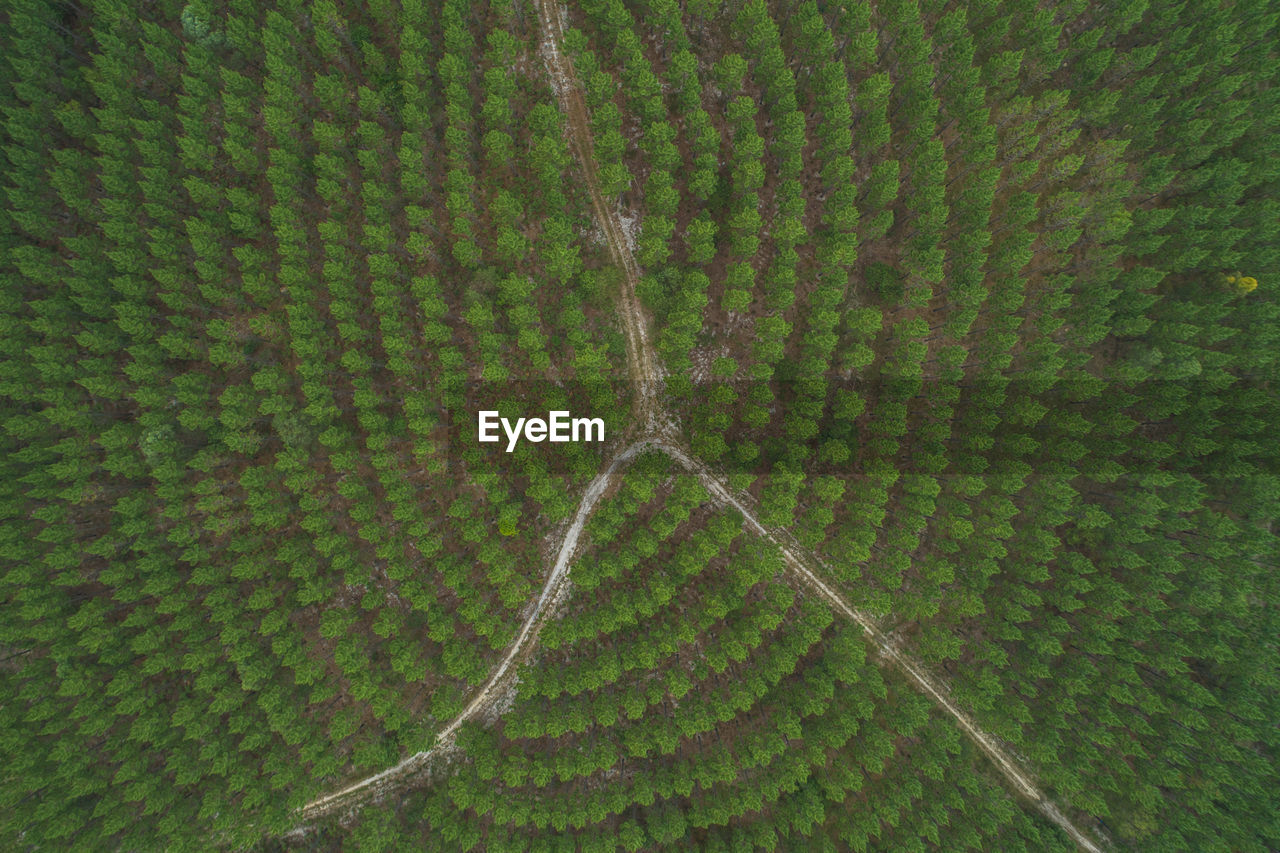 Full frame shot of agricultural field
