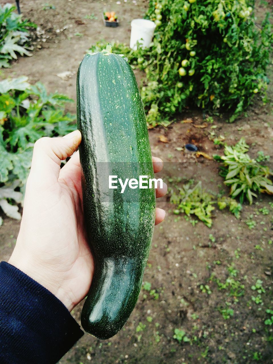 Cropped image of hand holding zucchini on field