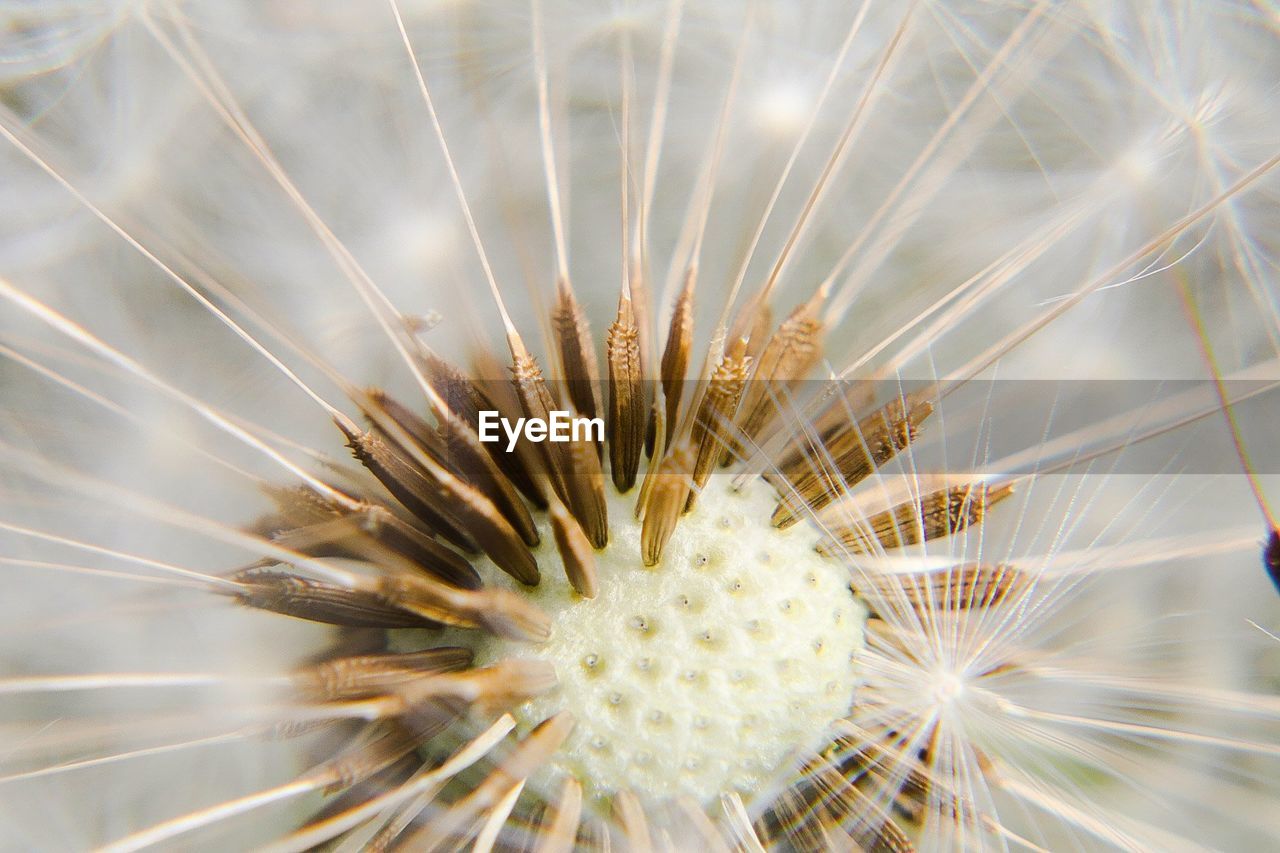 Extreme close-up of dandelion