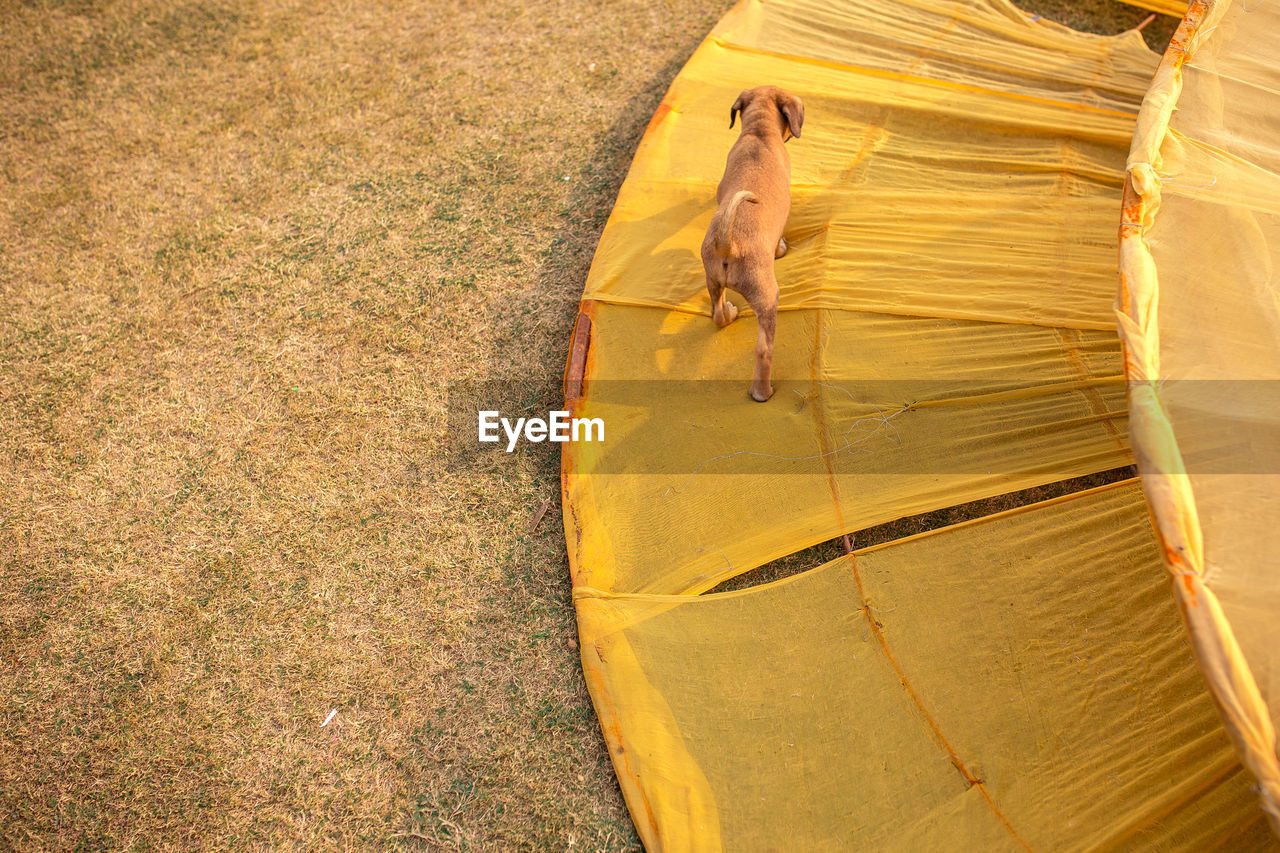High angle view of dog walking on yellow fabric at field