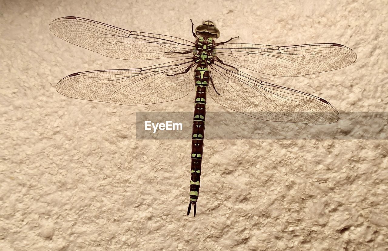 CLOSE-UP OF DRAGONFLY