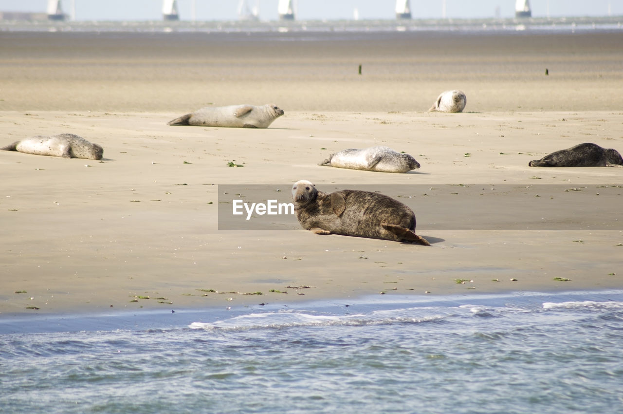 Seals, fur seals, porpoises living in the shallows in the netherlands