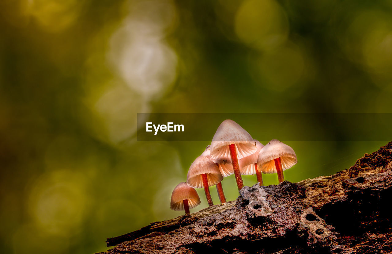 CLOSE-UP OF MUSHROOMS