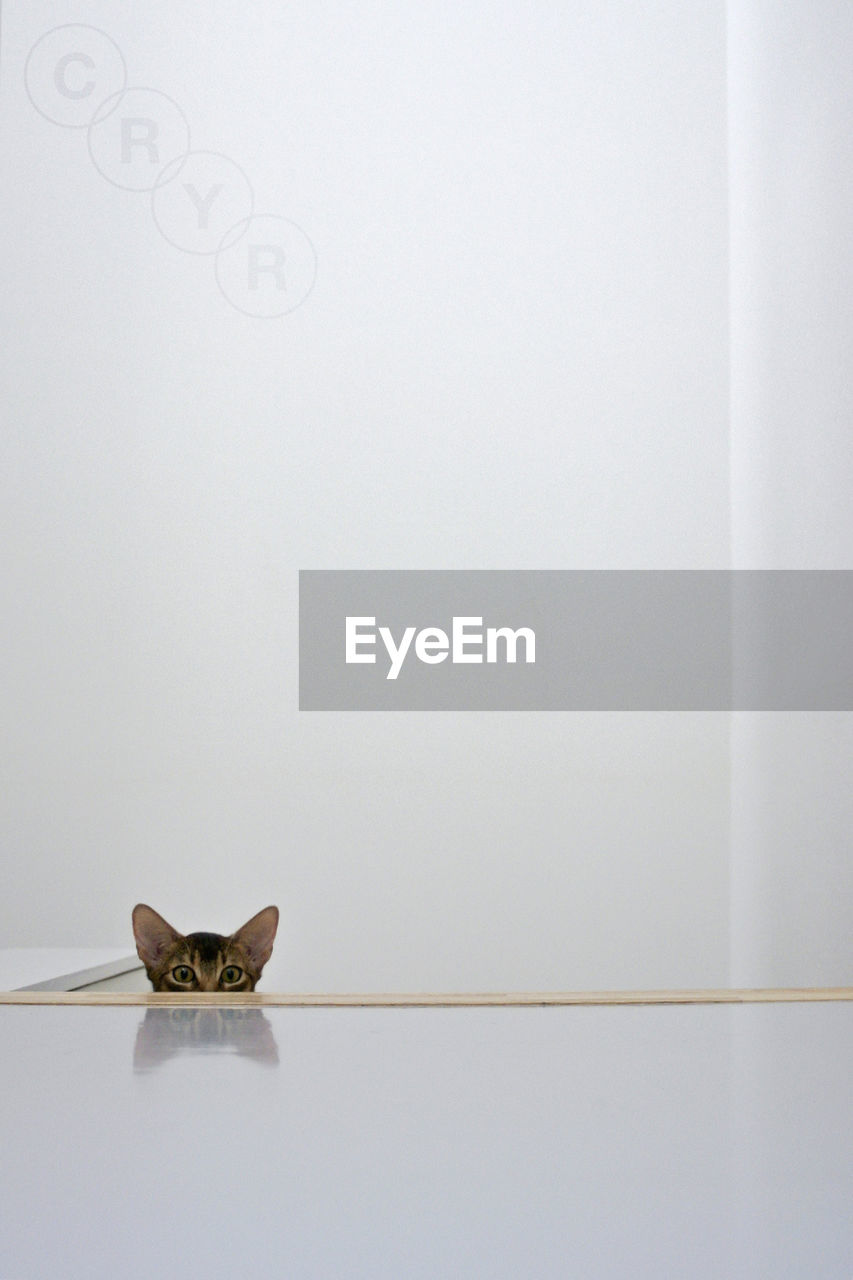 Portrait of cat behind white wall