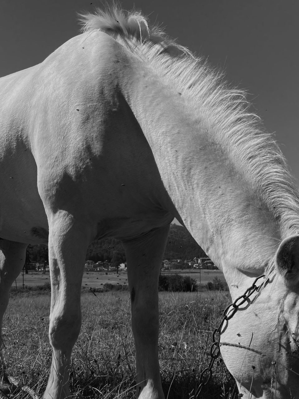animal themes, animal, horse, mammal, black and white, animal wildlife, monochrome, domestic animals, monochrome photography, white, one animal, livestock, mane, stallion, pet, nature, no people, mustang horse, animal body part, black, standing, day, field, wildlife, land, grass, outdoors, agriculture, working animal, mare, plant, herbivorous