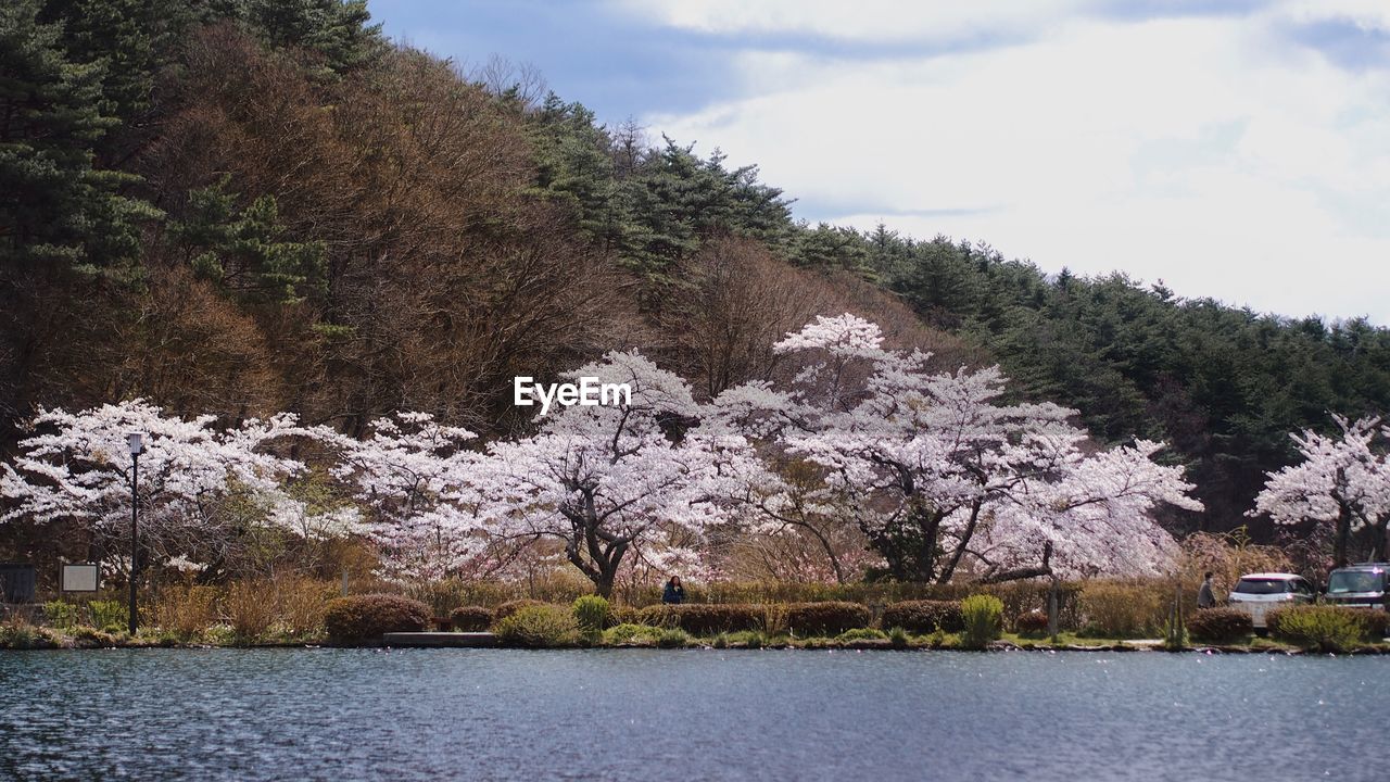 VIEW OF CHERRY TREES BY LAKE