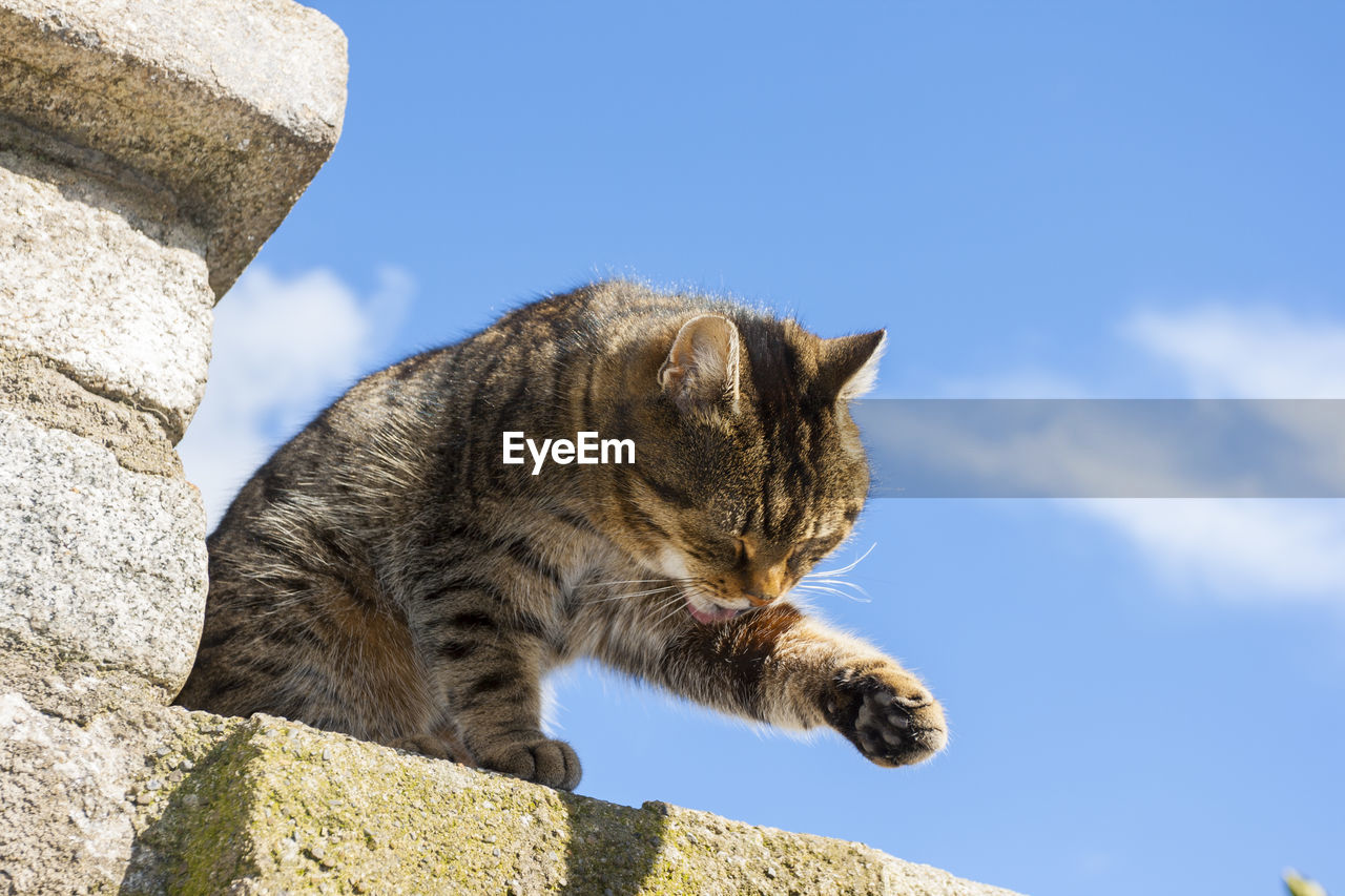 Sweet Cat On The Wall With Sky In The Background On Eyeem