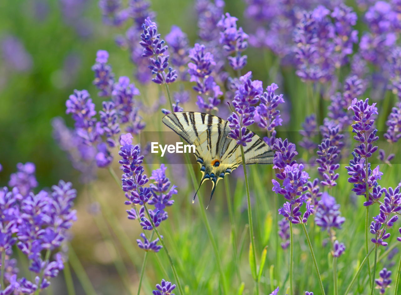 Close-up of butterfly pollinating on purple lavender flowering plant 