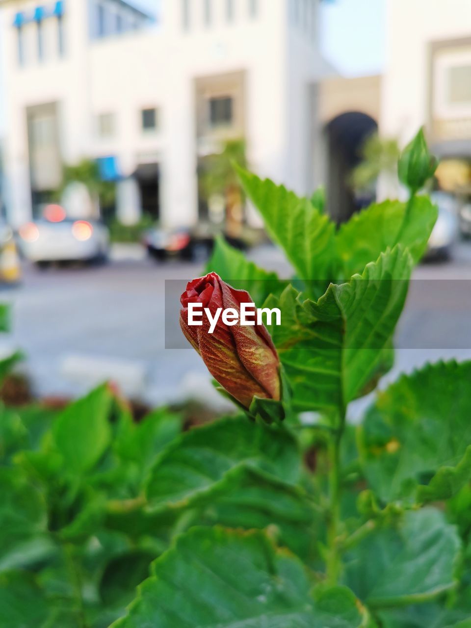 Close-up of red leaves on plant in city